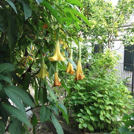 Le Mimose Villa Vietri Bagian luar foto