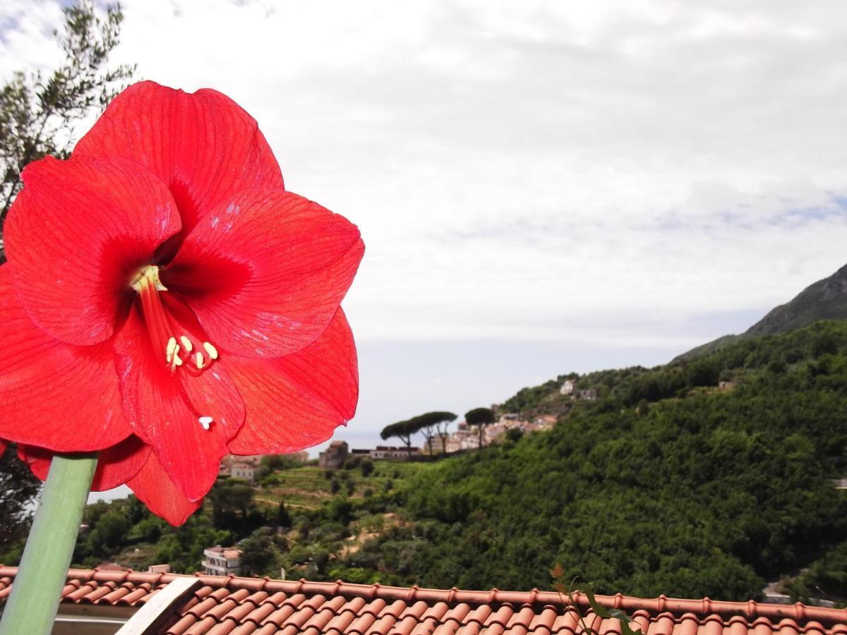 Le Mimose Villa Vietri Bagian luar foto