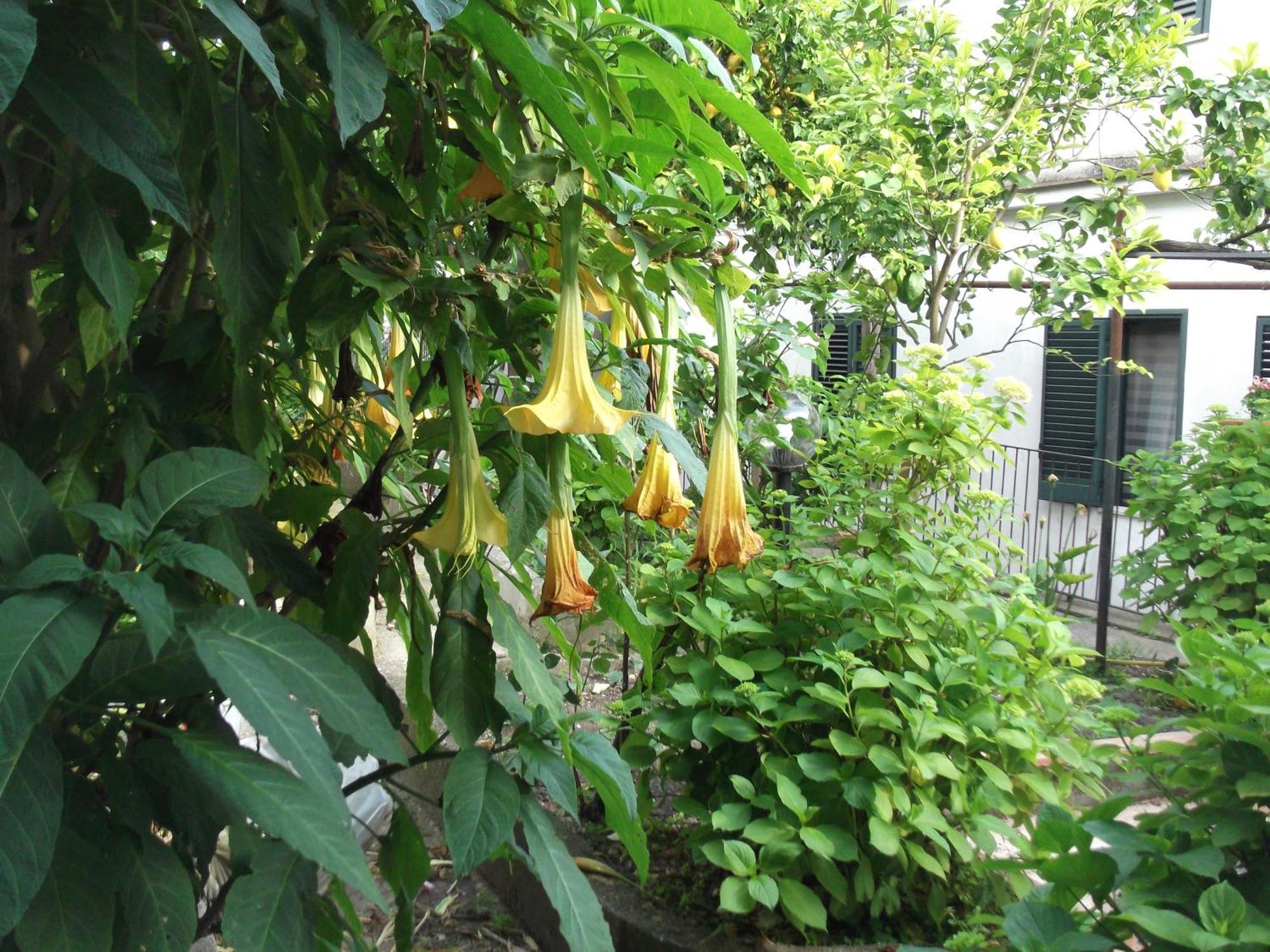 Le Mimose Villa Vietri Bagian luar foto